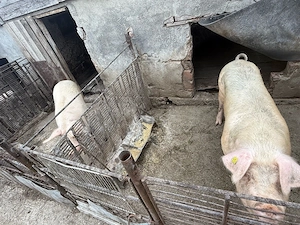 vand porci