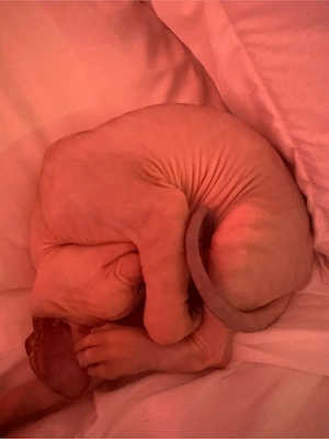Pui Sphynx - imagine 3
