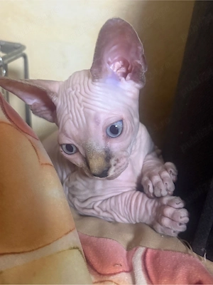 Pui Sphynx - imagine 2