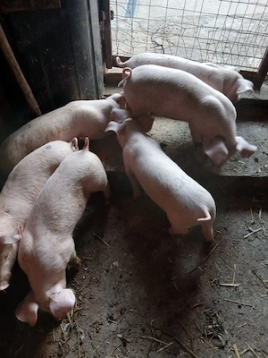 Vănd purcei 