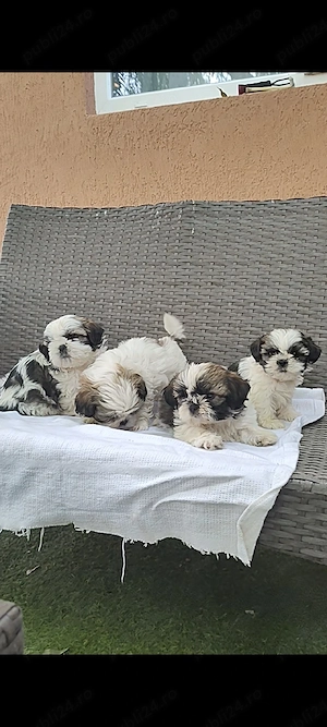 Puiuți superbi de Shih tzu in căutare de stăpâni responsabili - imagine 9