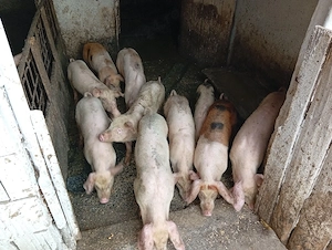 Vând 10 purcei de 10 săptămâni 