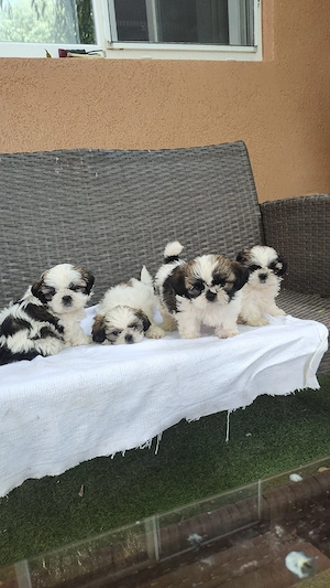 Puiuți superbi de Shih tzu in căutare de stăpâni responsabili - imagine 8