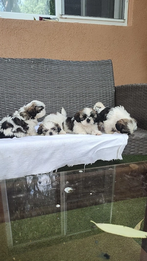 Puiuți superbi de Shih tzu in căutare de stăpâni responsabili - imagine 10