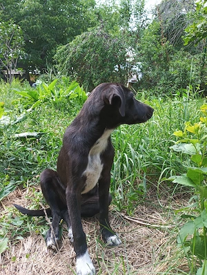 Pentru adopție, o cățelușa metis, culoare neagra cu alb la piept. 