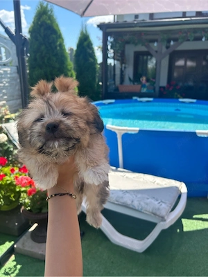 pui bichon - imagine 2