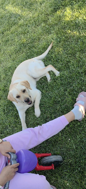 Donez labrador femelă de 1 an - imagine 2