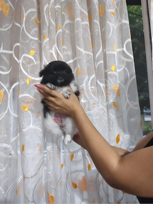 Pui  de pomeranian  - imagine 3
