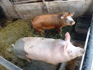 vand 2 porci