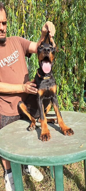 Canisa de Doberrmann cauta casa pt 4 femele. - imagine 3