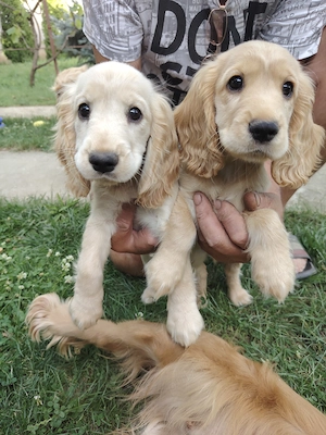 Vând căței cocker spaniel - imagine 2