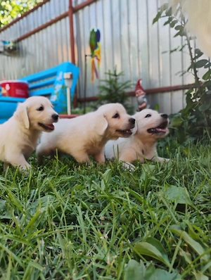 Puiuți golden retriever rasă pură  - imagine 2