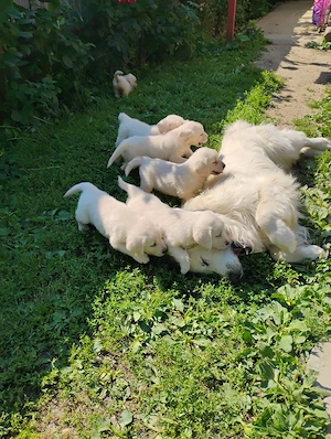 Puiuți golden retriever rasă pură  - imagine 3