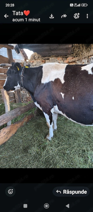 vind vacă de lapte dă 18 litri de lapte pe zi  - imagine 3