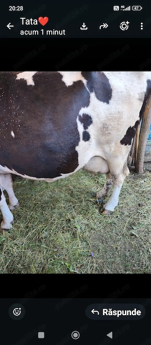 vind vacă de lapte dă 18 litri de lapte pe zi  - imagine 2