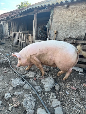 Vand Porc de Carne  - imagine 2