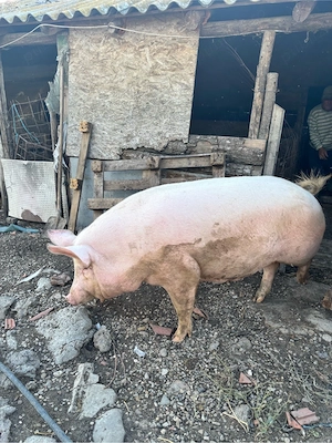 Vand Porc de Carne 