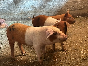Purcei Duroc x Pietrain 
