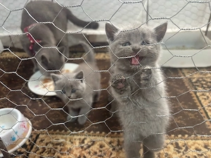 british shorthair
