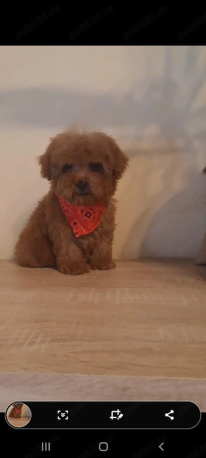 Pudel Caniche pitic - imagine 5