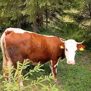 Vind vaca cu vitel vaca la prima fătare foarte cuminte pt mai multe detalii sunați la nr   - imagine 2