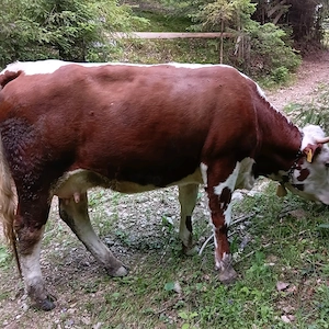 Vind vaca cu vitel vaca la prima fătare foarte cuminte pt mai multe detalii sunați la nr   - imagine 6