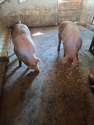 Porci 100-130KG