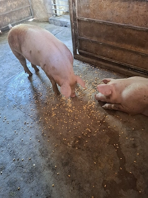 Porci 100-130KG - imagine 2