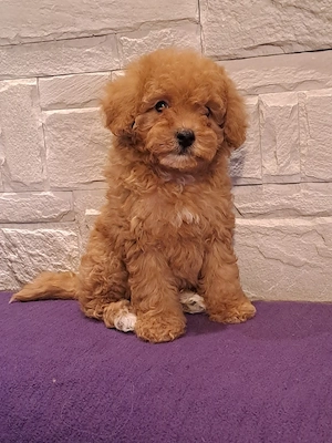 Catei Maltipoo  - imagine 3
