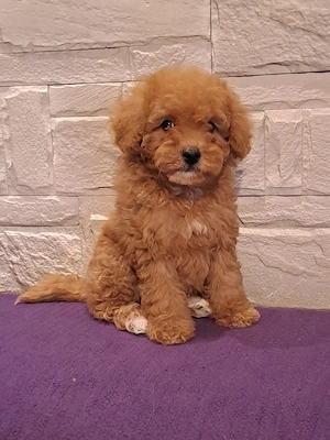 Catei Maltipoo  - imagine 2