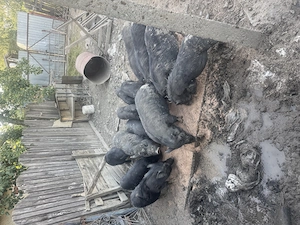 Porci vietnamezi 3500lei toți 13 - imagine 2