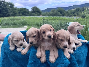 Cățeluși Cocker Spaniel  - imagine 3