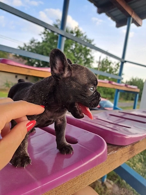 puiuti de bulldog francez disponibili 