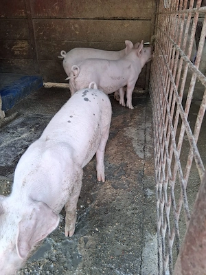 Purcei Landrace-Pietrain 12 saptamani - imagine 2