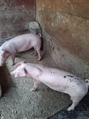 Purcei Landrace-Pietrain 12 saptamani