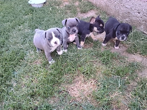 Puii de buldog francez de rasă pură.
