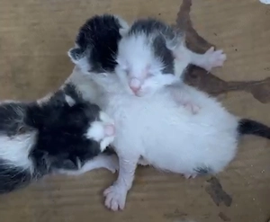 Adoptie pui de pisica nou-nascuti