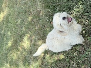 Vand bichon femela  - imagine 4