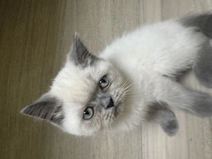 Pisica British shorthair