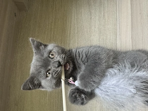 Pisica British shorthair