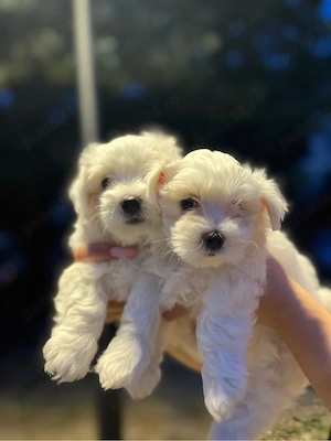 Bichon havanez 