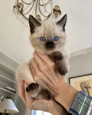 Ragdoll.  