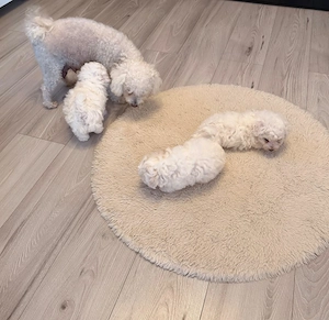 Pui Bichon Frise - imagine 4