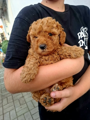 pudel mini poodle