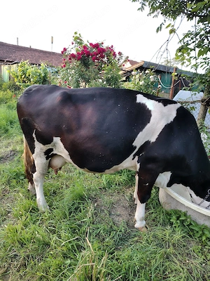Vaca cu vitel de vanzare - imagine 3