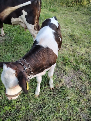 Vaca cu vitel de vanzare - imagine 2