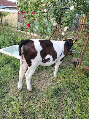Vaca cu vitel de vanzare - imagine 4