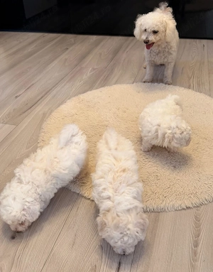 Pui Bichon Frise - imagine 3