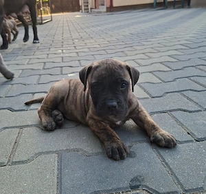 Mascul Presa Canario