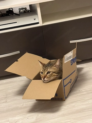 Adopta-ne împreună - imagine 3